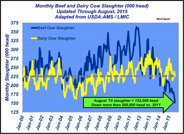 monthly cow slaughter report