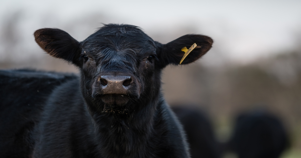 Multi-institutional bovine viral transmission study underway