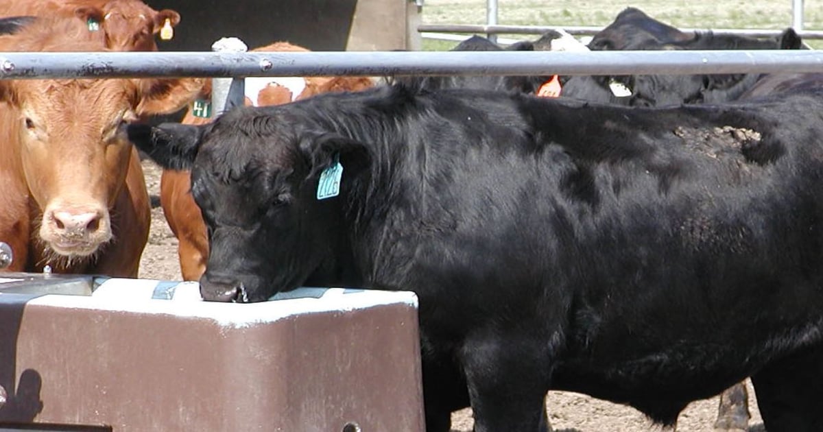 Plan ahead to protect your herd