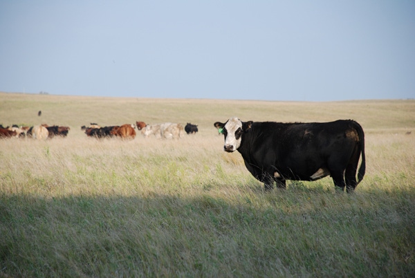 5 Ways Cattle Help The Environment