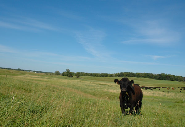 CRP Emergency Grazing Extended