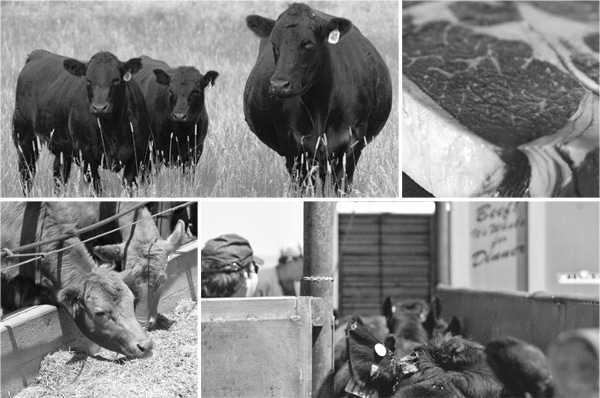Beef Industry Sector Leaders Give Their Unique Perspectives On What’s Ahead Beef Industry Sector Leaders Give Their Unique Perspectives On What’s Ahead
