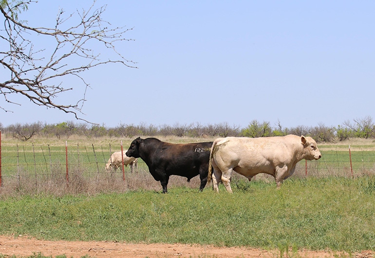 black_white_bulls_v2.jpg black_white_bulls_v2.jpg