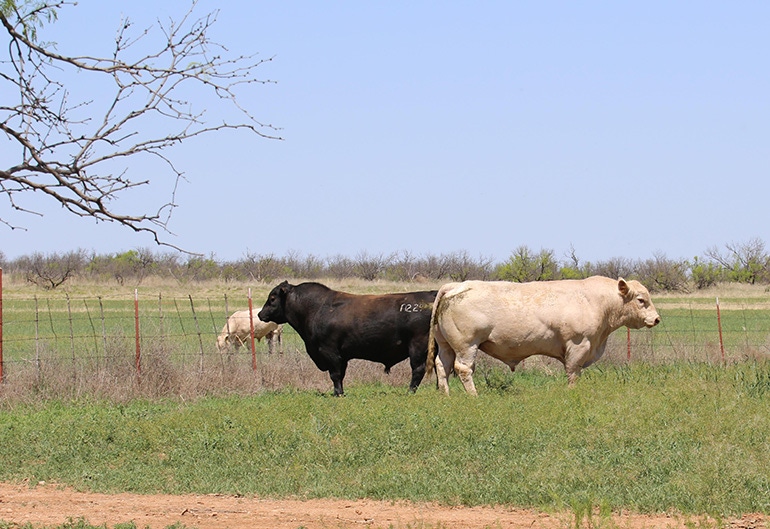 black_white_bulls_v2.jpg