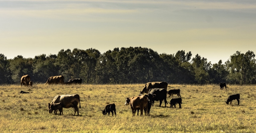 Cattle drought grazing GettyImages-626152458.jpg Cattle drought grazing GettyImages-626152458.jpg