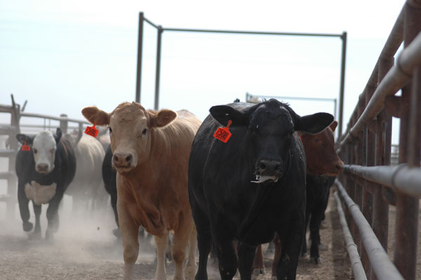 Transparency pays for beef producers