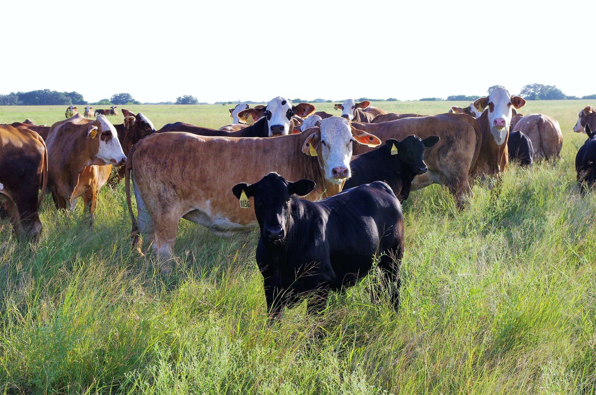 Human research could aid reproductive management of Bos indicus cattle