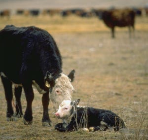 Calving Tips: How To Prevent Acute Gut Infection In Beef Calves