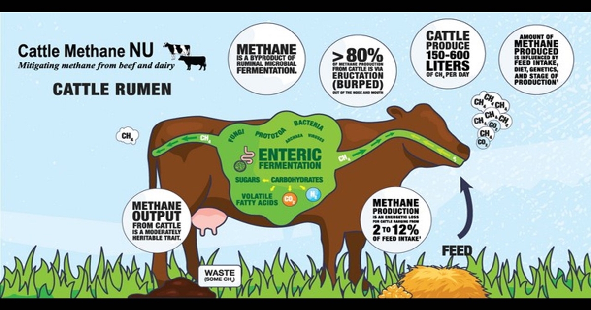 Understanding and mitigating cattle methane emissions