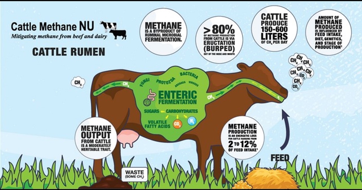 Understanding and mitigating cattle methane emissions