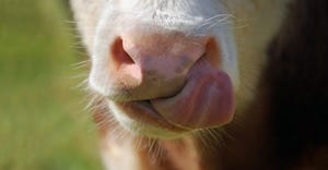 Don’t miss a lick: the benefits of saliva production during weaning