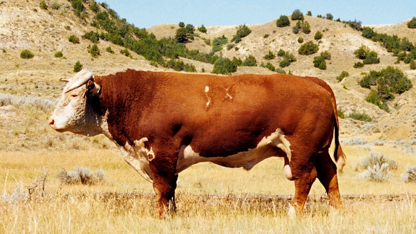 WFP-ARS-hereford-bull.png