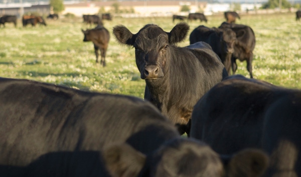 Veterinary Feed Directive (VFD) rules finalized