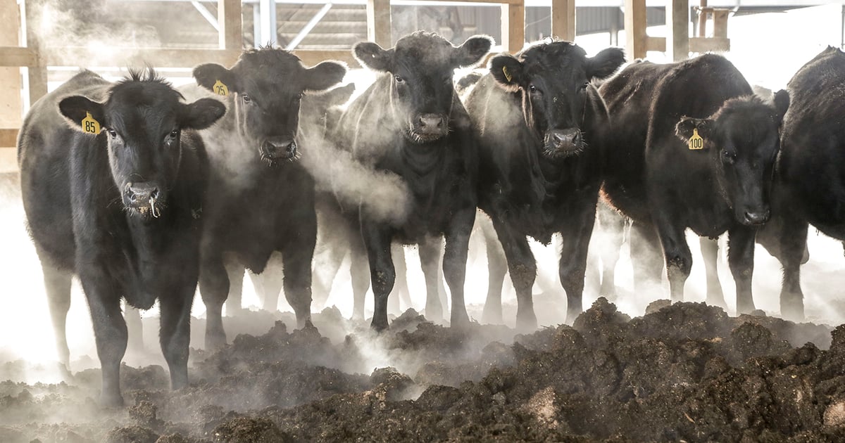 Three keys to late gestation success for cows