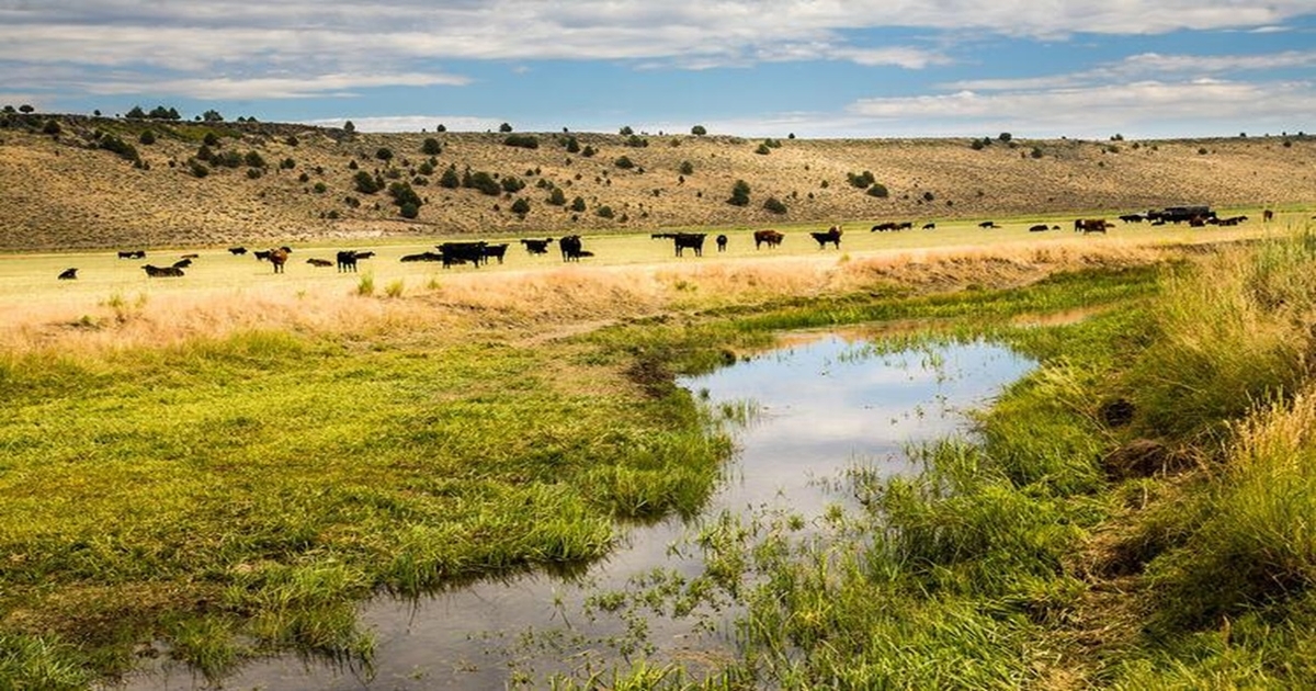 Climate-smart grazing: study shows how weather mitigates nitrogen runoff