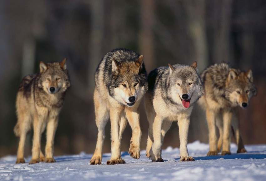 Coping with wolves in Wisconsin: Part 2