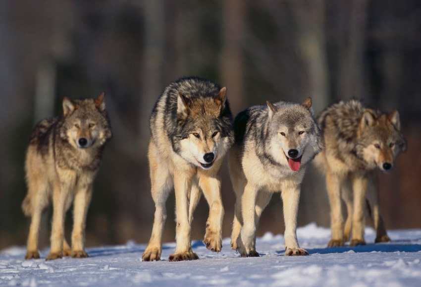 Coping with wolves in Wisconsin: Part 2 Coping with wolves in Wisconsin: Part 2