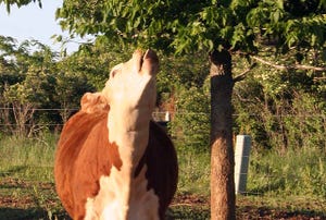 Cow eating tree