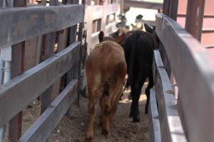 Cattle Prices – Futures Gain On Short Supplies
