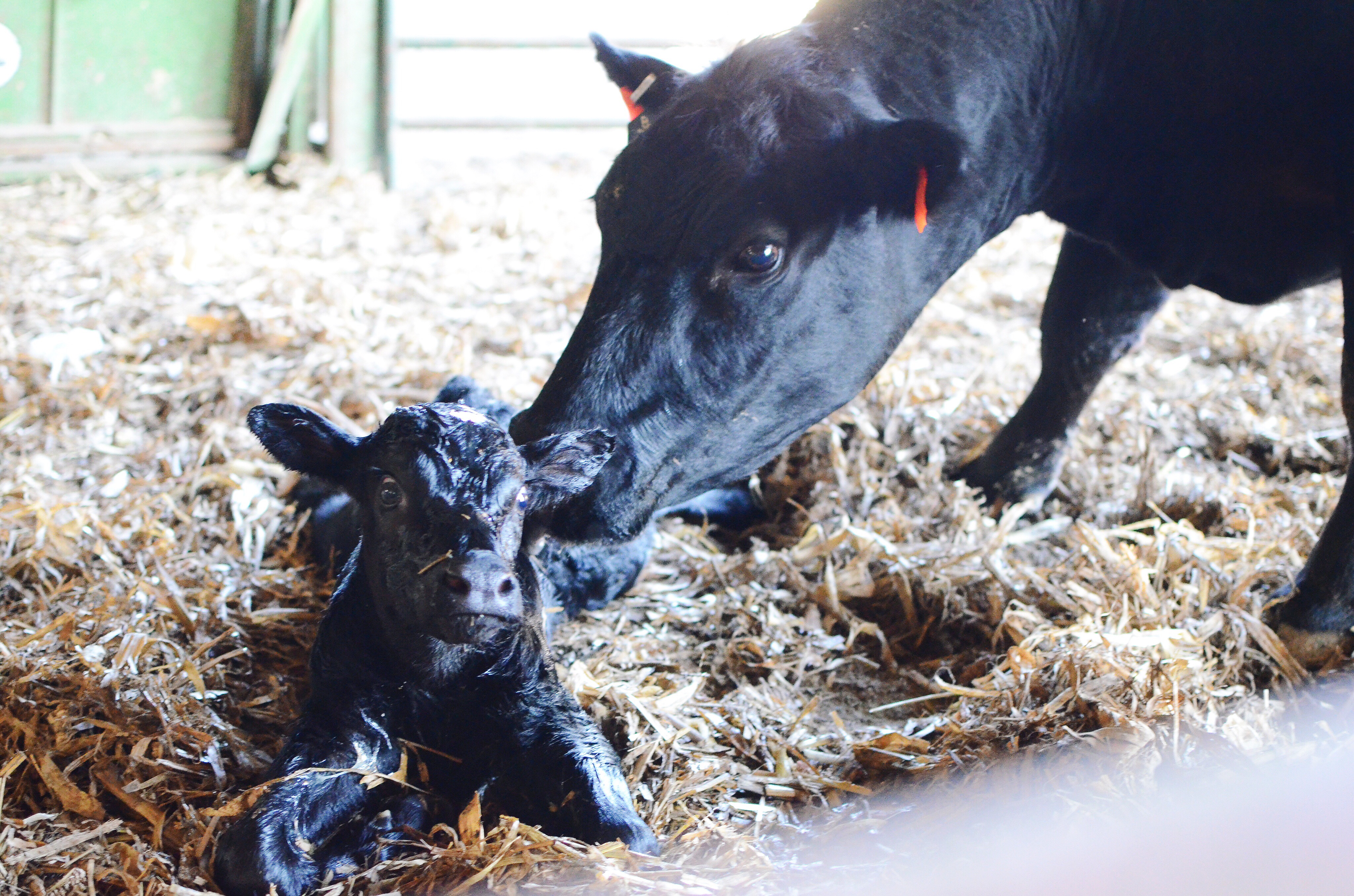 newborn baby cow