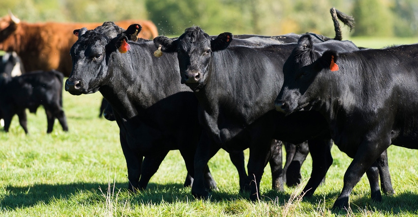 Black Angus cows in pasture