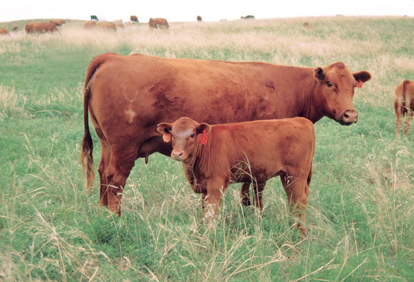 Study Examines Cow’s Protection Behavior
