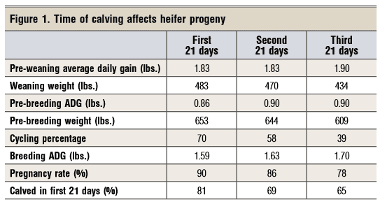 time of calving affects heifer progeny