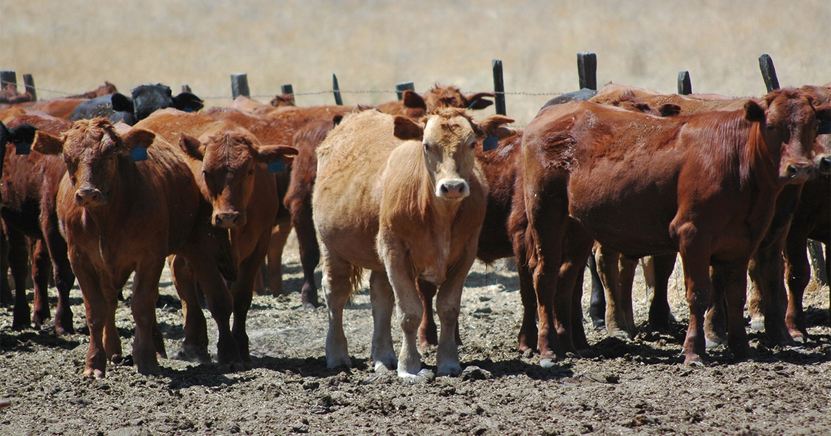 Screwworm case in U.S. sparks cattle market volatility