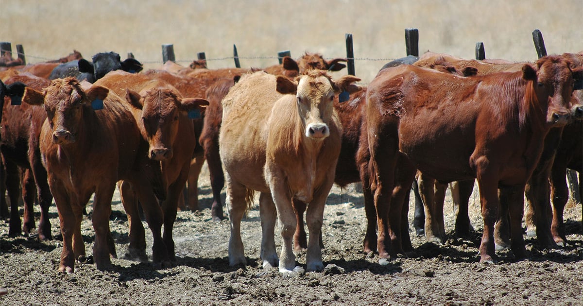 February cattle market news