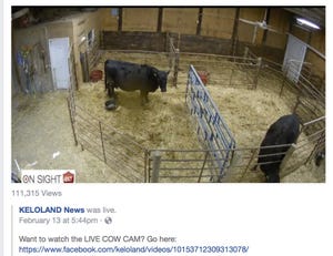 Local news channel shares live Cow Cam with viewers