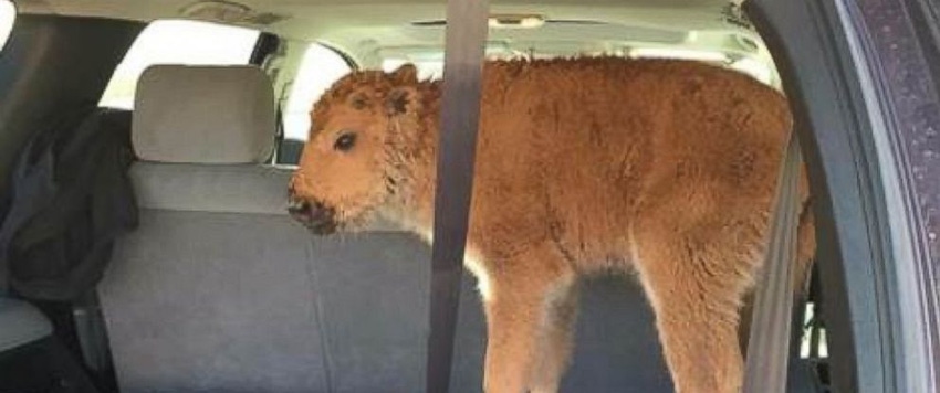 How the media got it wrong about the euthanized Yellowstone bison calf