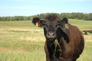 NCBA Statement on FDA Guidance Documents On Antibiotic Use, Proposed Veterinary Feed Directives