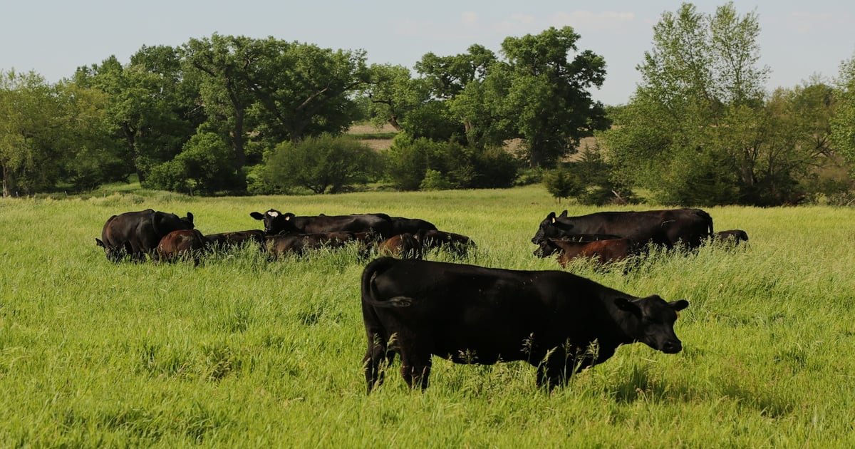 Anthrax cases rise in North Dakota