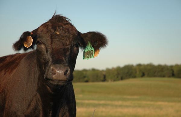 Beef Cows Down 1% — Replacements Up 2%