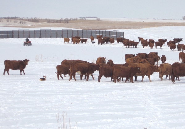 Wintering Calves With Their Mamas Means Healthier Calves