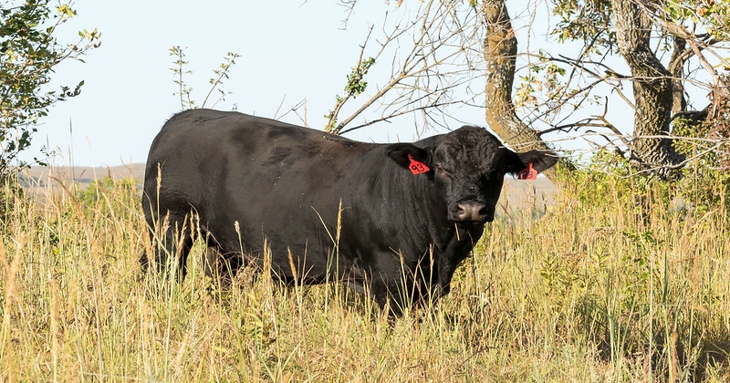 What to do when a bull fails a breeding soundness exam?