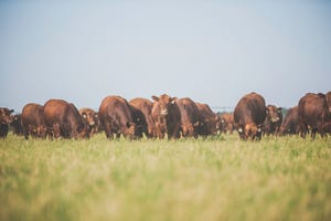Bulls on pasture