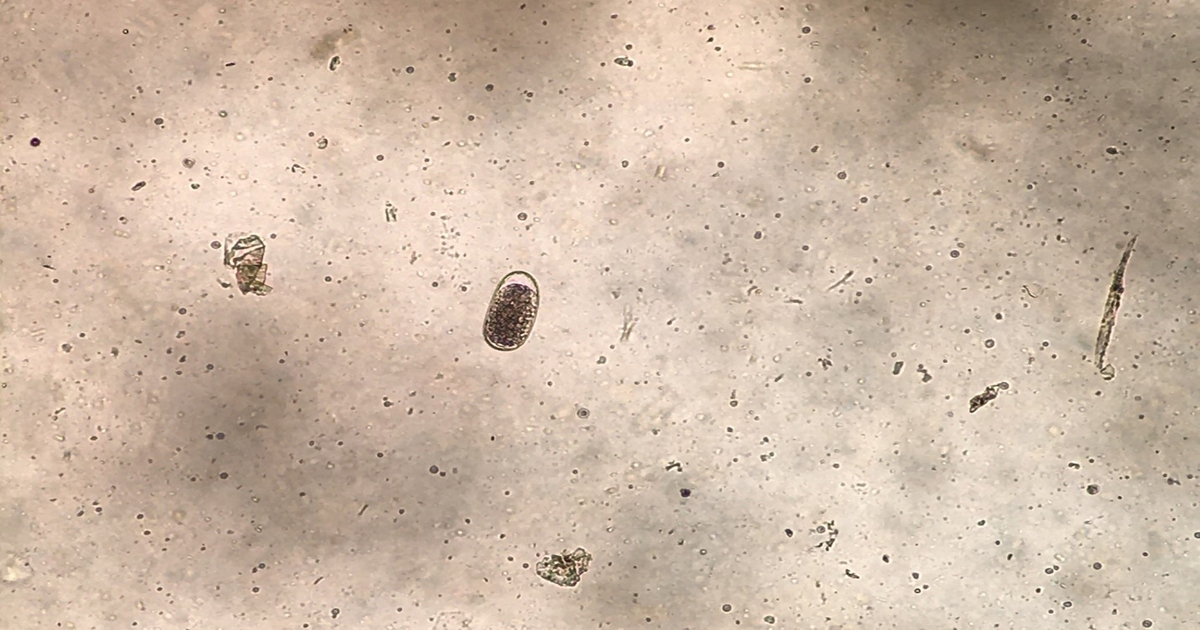 Parasite control strategies for cattle