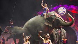 Ringling Bros. and Barnum & Bailey® Won’t Back Down To Animal Rights Extremists