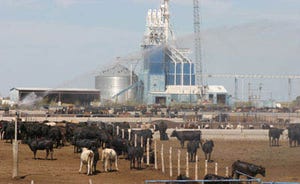 Sustainability From A Cattle-Feeding Perspective