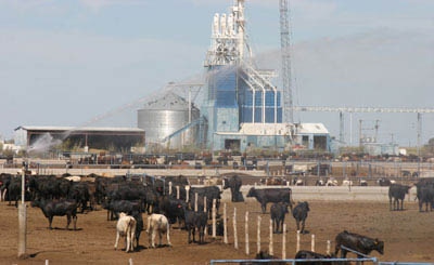 Sustainability From A Cattle-Feeding Perspective Sustainability From A Cattle-Feeding Perspective