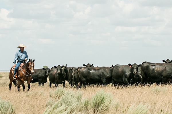 Beef cattle genomics come full circle