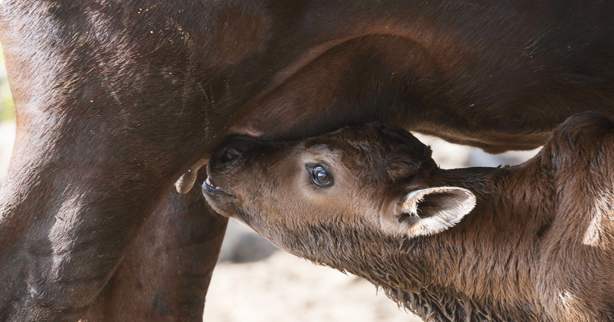 Vaccinating calves early pays off later