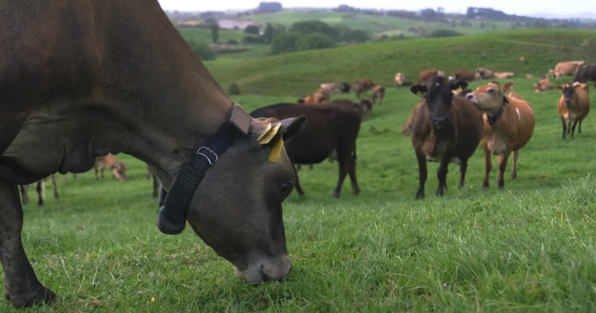 Halter raises $100M in funding to amplify productivity on cattle ranches