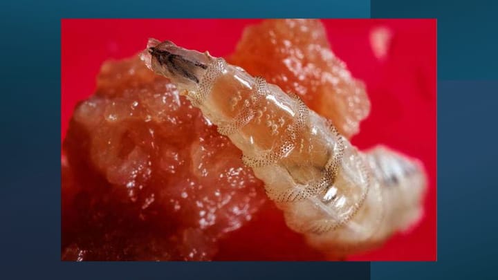 Mating changes chemical coating on screwworms