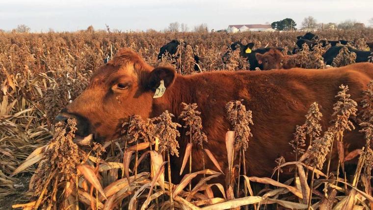 Saving the herd with milo grazing - Vimarsana News