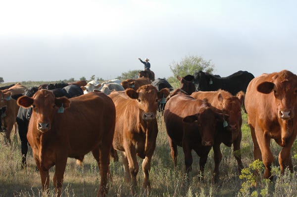 5 Trending Headlines: Look for fewer Mexican cattle in 2016; PLUS: The downfalls of good stockmanship 5 Trending Headlines: Look for fewer Mexican cattle in 2016; PLUS: The downfalls of good stockmanship