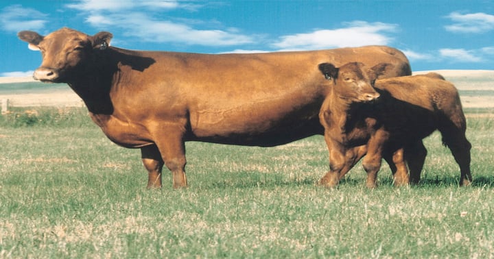 Genetics drive conversation for profitability of commercial cattlemen