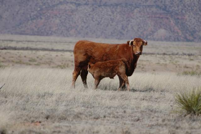 On becoming a (more) sustainable rancher