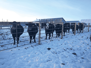 Getting cow nutrition right from the start